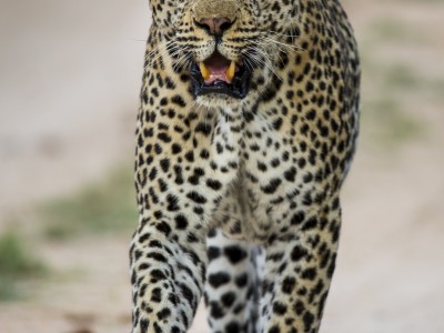 calendar, when to go, best, wildlife, safari, photo safari, photo tour, photographic safari, photographic tour, photo workshop, wildlife photography, five zero safaris, five zero photographic safaris, fivezero, kurt jay bertels, south africa, male, leopard