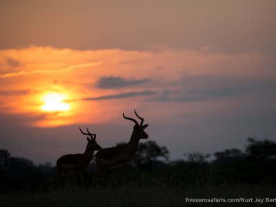 calendar, when to go, best, wildlife, safari, photo safari, photo tour, photographic safari, photographic tour, photo workshop, wildlife photography, five zero safaris, five zero photographic safaris, fivezero, kurt jay bertels, south africa, impala, sunset, silhouette,