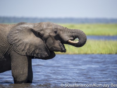 Botswana, chobe river, calendar, when to go, best, wildlife, safari, photo safari, photo tour, photographic safari, photographic tour, photo workshop, wildlife photography, 50 safaris, 50 photographic safaris, kurt jay bertels, elephant, drinking