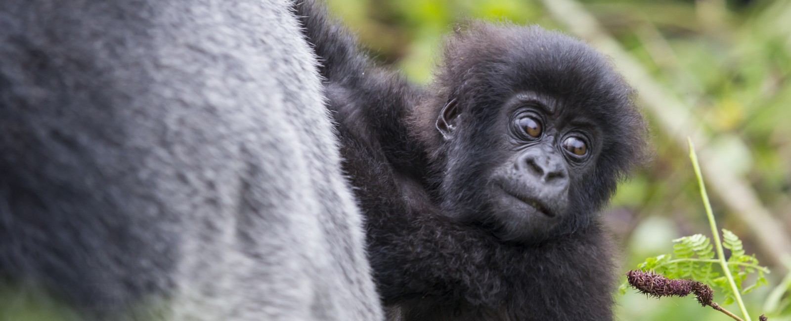 Permalink to A baby gorilla is dwarfed by the large silverback