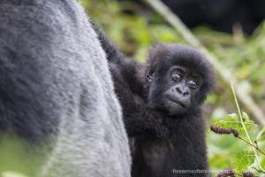 calendar, when to go, best, wildlife, safari, photo safari, photo tour, photographic safari, photographic tour, photo workshop, wildlife photography, five zero safaris, five zero photographic safaris, fivezero, kurt jay bertels, gorilla, gorilla safari, rwanda, gorilla trekking, volcano, volcanoes national park, baby, silverback