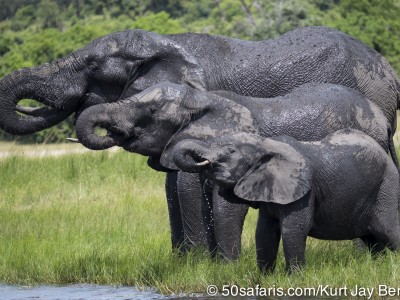 Botswana, chobe river, calendar, when to go, best, wildlife, safari, photo safari, photo tour, photographic safari, photographic tour, photo workshop, wildlife photography, 50 safaris, 50 photographic safaris, kurt jay bertels, elephant, drinking