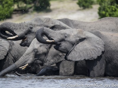 Botswana, chobe river, calendar, when to go, best, wildlife, safari, photo safari, photo tour, photographic safari, photographic tour, photo workshop, wildlife photography, 50 safaris, 50 photographic safaris, kurt jay bertels, elephant, drinking, baby,