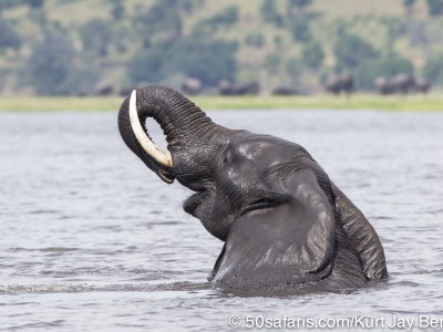 Botswana, chobe river, calendar, when to go, best, wildlife, safari, photo safari, photo tour, photographic safari, photographic tour, photo workshop, wildlife photography, 50 safaris, 50 photographic safaris, kurt jay bertels, elephant, drinking, swimming