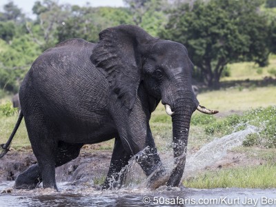 Botswana, chobe river, calendar, when to go, best, wildlife, safari, photo safari, photo tour, photographic safari, photographic tour, photo workshop, wildlife photography, 50 safaris, 50 photographic safaris, kurt jay bertels, elephant, drinking, swimming