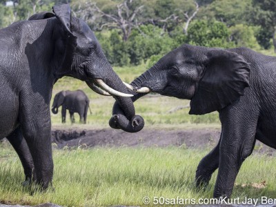 Botswana, chobe river, calendar, when to go, best, wildlife, safari, photo safari, photo tour, photographic safari, photographic tour, photo workshop, wildlife photography, 50 safaris, 50 photographic safaris, kurt jay bertels, elephant, drinking, fighting