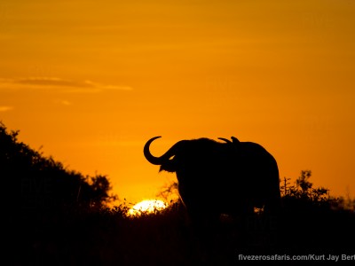 photo safari, photographic safari, wildlife photographic safari, photo tour, photo workshop, when to go, best, fivezero safaris, five zero, safari, kurt jay bertels, tanzania, serengeti national park, buffalo, sunrise