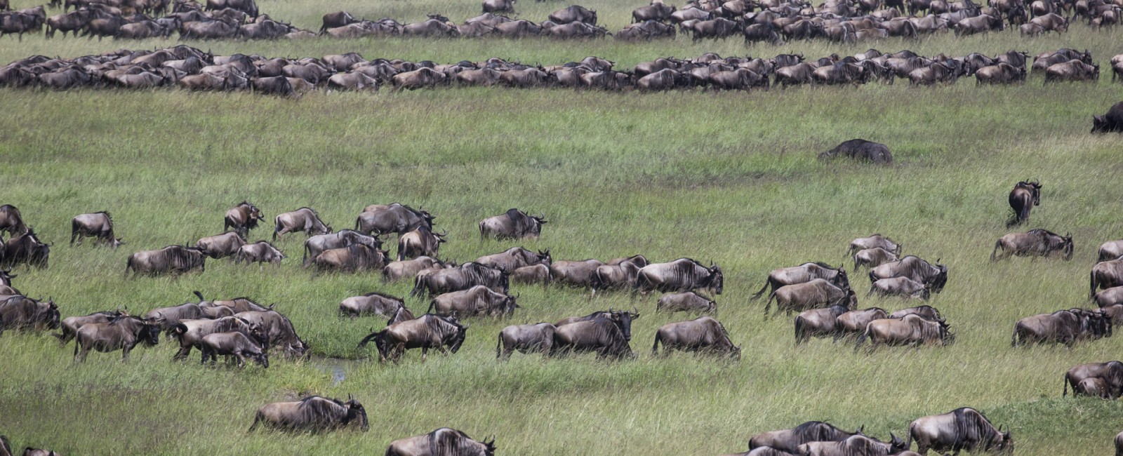Permalink to The Tanzania Safari: Day 8