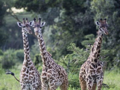 photo safari, photographic safari, wildlife photographic safari, photo tour, photo workshop, when to go, best, fivezero safaris, five zero, safari, kurt jay bertels, tanzania, serengeti national park, giraffe