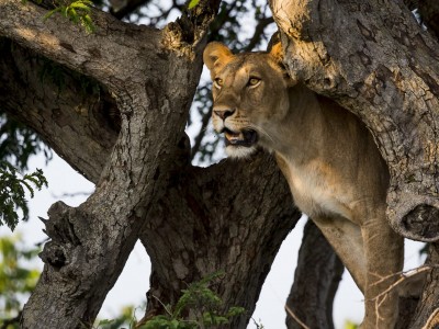 photo safari, photographic safari, wildlife photographic safari, photo tour, photo workshop, when to go, best, fivezero safaris, five zero, safari, kurt jay bertels, tanzania, serengeti national park, lion, in tree