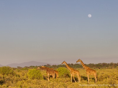 photo safari, photographic safari, wildlife photographic safari, photo tour, photo workshop, when to go, best, fivezero safaris, five zero, safari, kurt jay bertels, kenya, samburu,, reticulated giraffe