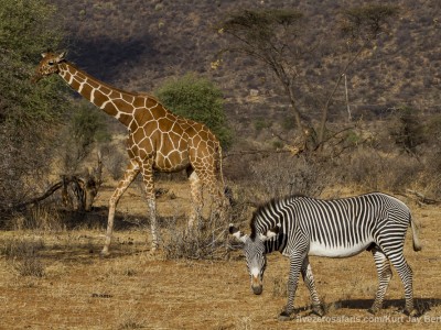 photo safari, photographic safari, wildlife photographic safari, photo tour, photo workshop, when to go, best, fivezero safaris, five zero, safari, kurt jay bertels, kenya, samburu, grevys zebra, reticulated giraffe