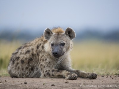 spotted hyena, hyena, photo safari, photographic safari, wildlife photographic safari, photo tour, photo workshop, when to go, best, fivezero safaris, five zero, safari, kurt jay bertels, kenya, masai mara,
