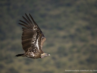 ruppels griffon, vulture, flying, photo safari, photographic safari, wildlife photographic safari, photo tour, photo workshop, when to go, best, fivezero safaris, five zero, safari, kurt jay bertels, kenya, masai mara, great migration,