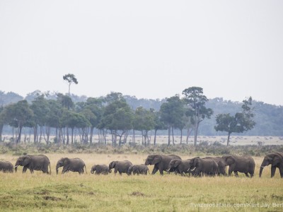 elephants, photo safari, photographic safari, wildlife photographic safari, photo tour, photo workshop, when to go, best, fivezero safaris, five zero, safari, kurt jay bertels, kenya, masai mara,