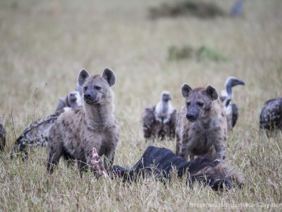 hyena, spotted hyena, feeding, kill, photo safari, photographic safari, wildlife photographic safari, photo tour, photo workshop, when to go, best, fivezero safaris, five zero, safari, kurt jay bertels, kenya, masai mara,