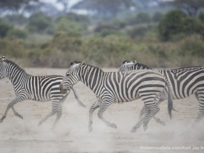 elephants, photo safari, photographic safari, wildlife photographic safari, photo tour, photo workshop, when to go, best, fivezero safaris, five zero, safari, kurt jay bertels, kenya, amboseli, amboseli national park, zebra, running