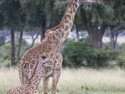 giraffe, masai giraffe, photo safari, photographic safari, wildlife photographic safari, photo tour, photo workshop, when to go, best, fivezero safaris, five zero, safari, kurt jay bertels, kenya, masai mara,