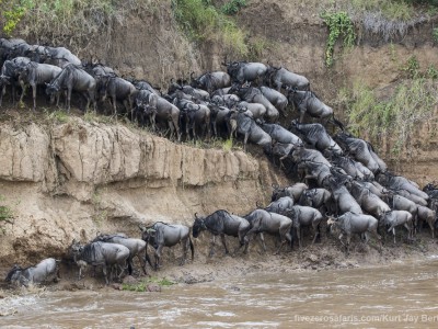 wildebeest, crossing, mara river, photo safari, photographic safari, wildlife photographic safari, photo tour, photo workshop, when to go, best, fivezero safaris, five zero, safari, kurt jay bertels, kenya, masai mara,