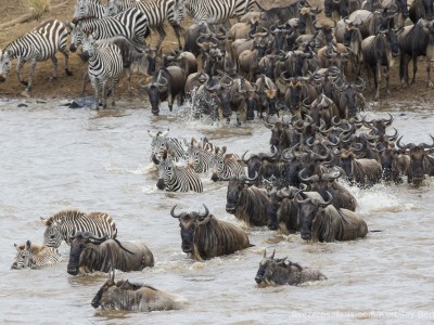 river crossing, wildebeest, mara river, photo safari, photographic safari, wildlife photographic safari, photo tour, photo workshop, when to go, best, fivezero safaris, five zero, safari, kurt jay bertels, kenya, masai mara,