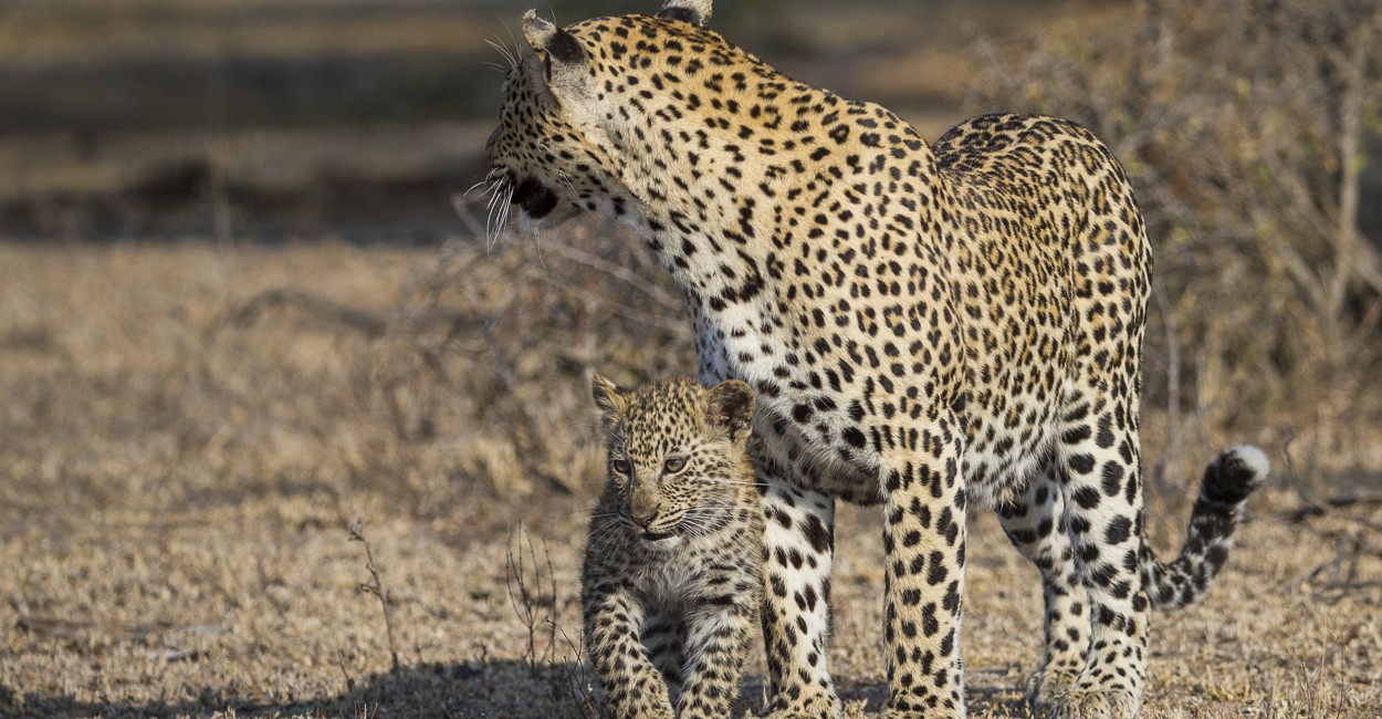 Permalink to The South African Predators Safari: Day 10