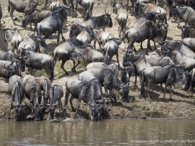 photo safari, photographic safari, wildlife photographic safari, photo tour, photo workshop, when to go, best, fivezero safaris, five zero, safari, kurt jay bertels, kenya, masai mara, great migration, wildebeest