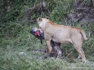 photo safari, photographic safari, wildlife photographic safari, photo tour, photo workshop, when to go, best, fivezero safaris, five zero, safari, kurt jay bertels, kenya, masai mara, great migration, lioness, kill, wildebeest