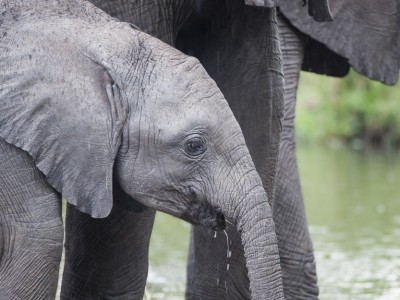 elephant, baby, young, calf, photo safari, photographic safari, wildlife photographic safari, photo tour, photo workshop, when to go, best, fivezero safaris, five zero, safari, kurt jay bertels, kenya, masai mara, great migration,