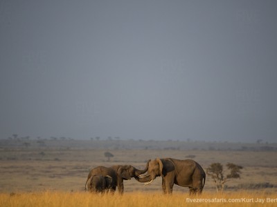 elephants, photo safari, photographic safari, wildlife photographic safari, photo tour, photo workshop, when to go, best, fivezero safaris, five zero, safari, kurt jay bertels, kenya, masai mara, great migration,