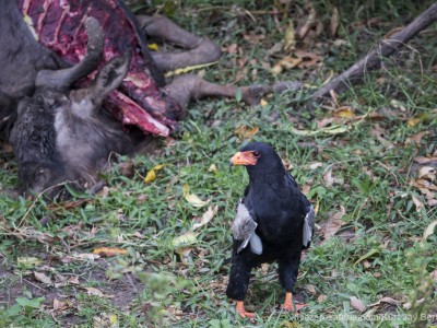 bateleur, short tailed snake eagle, photo safari, photographic safari, wildlife photographic safari, photo tour, photo workshop, when to go, best, fivezero safaris, five zero, safari, kurt jay bertels, kenya, masai mara, great migration,