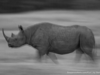 black rhino, photo safari, photographic safari, wildlife photographic safari, photo tour, photo workshop, when to go, best, fivezero safaris, five zero, safari, kurt jay bertels, kenya, masai mara, great migration,