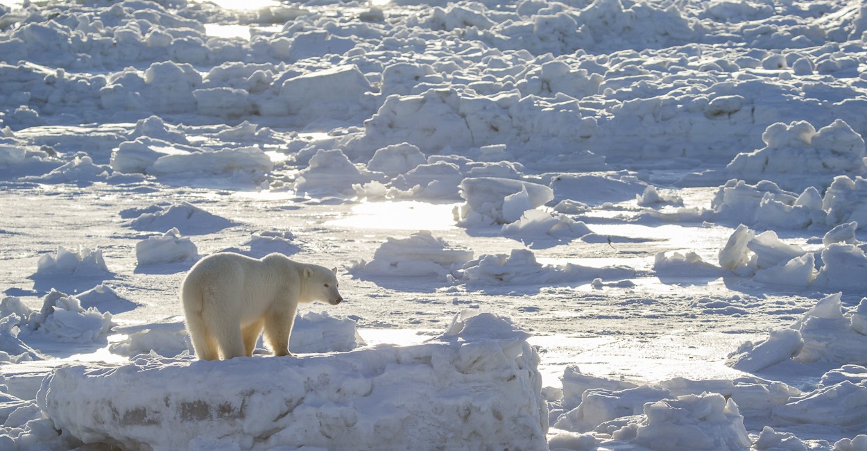 Permalink to The Polar Bear Safari 2015: Day 3