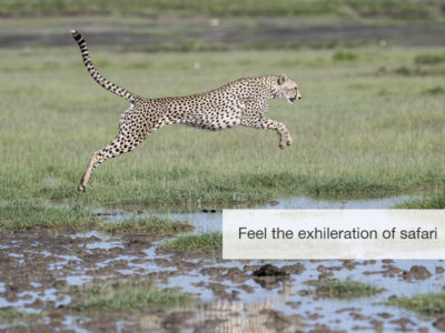 cheetah safari, fivezero safaris