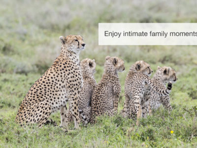 cheetah safari, fivezero safaris