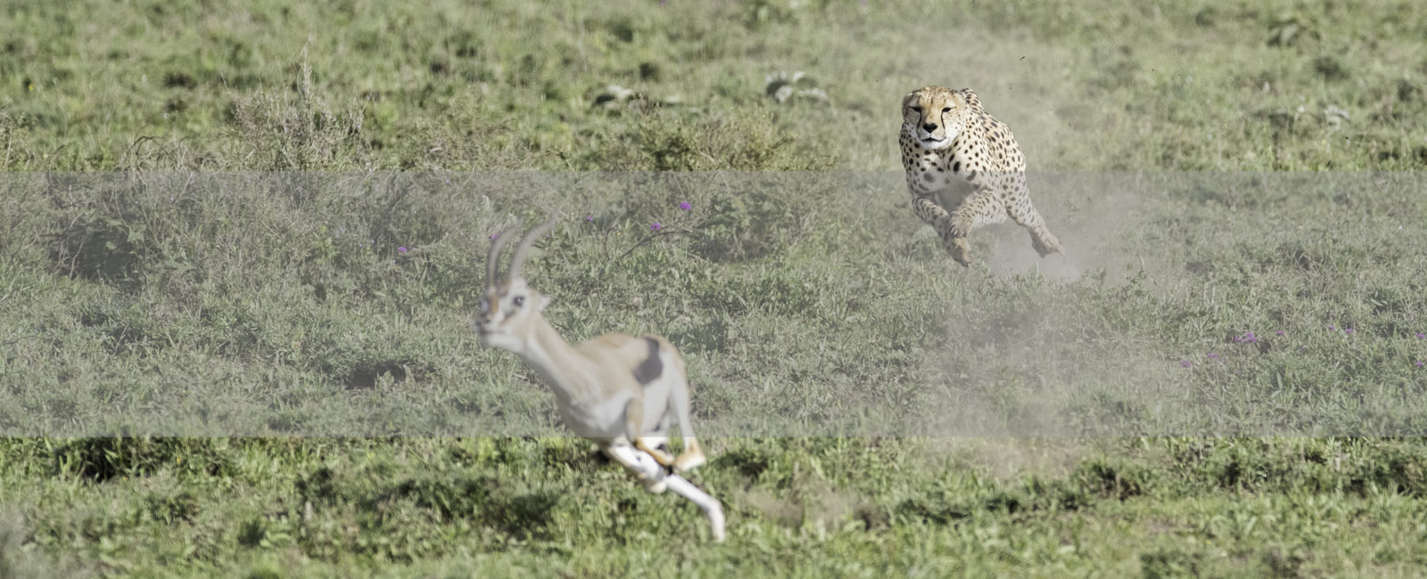 Cheetah Safari Tanzania