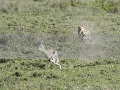 Permalink to The Cheetah Safari in Tanzania