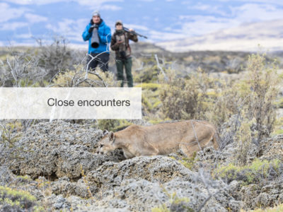 FiveZero Safaris, safari, Chile, puma, mountain lion