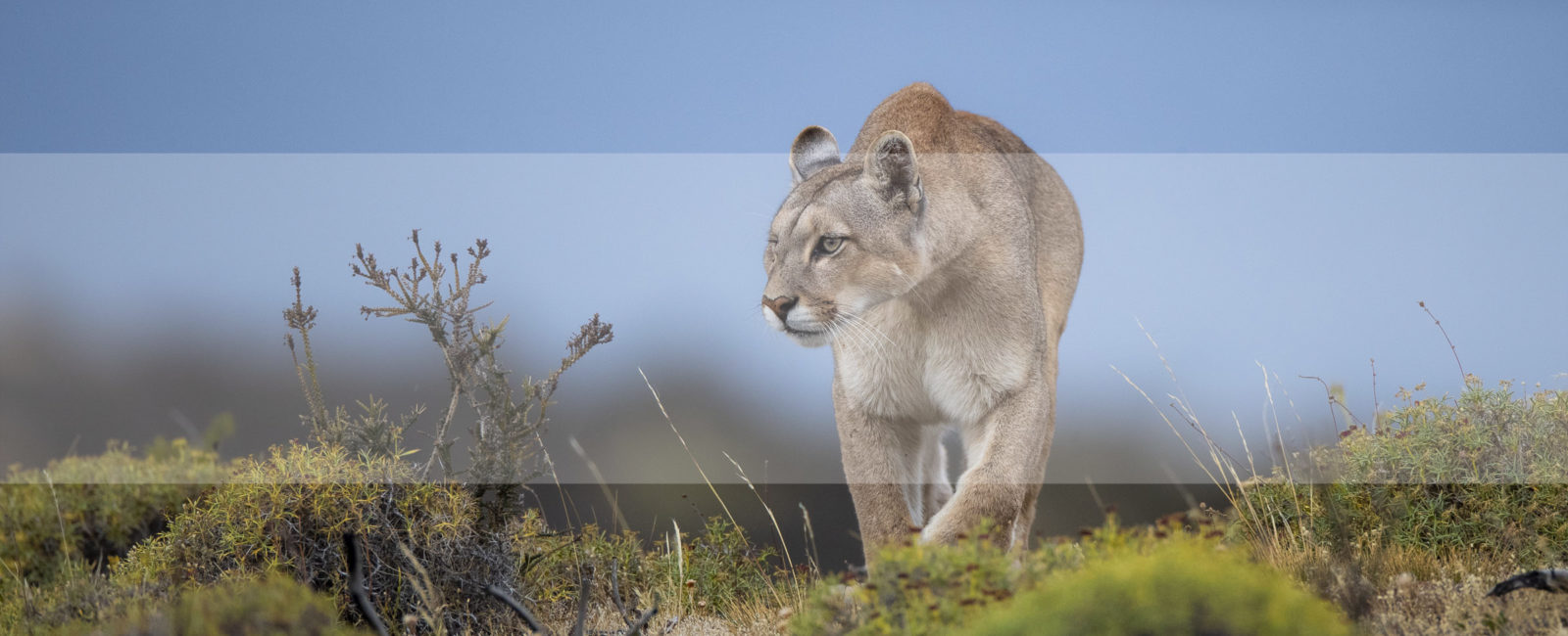 FiveZero Safaris, safari, Chile, puma, mountain lion