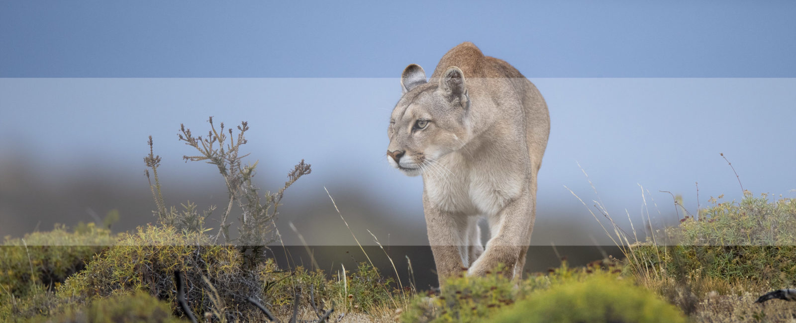 10 curiosidades sobre o puma da Patagônia - Tierra hotels