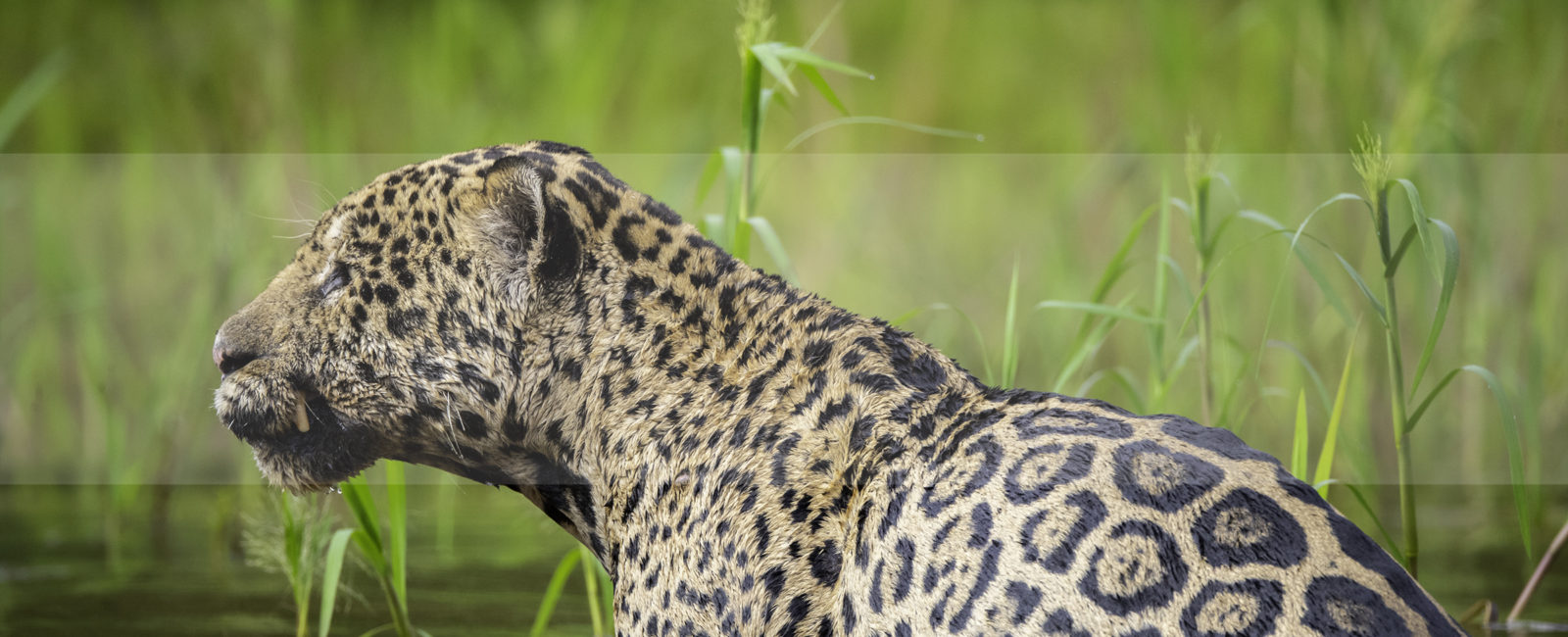 Jaguar Safari, FiveZero Safaris