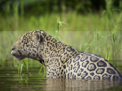 Permalink to The Jaguar Safari in Brazil