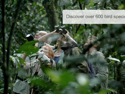 Great apes safari, Uganda, Safari, FiveZero Safaris
