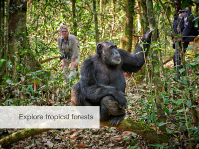 Great apes safari, Uganda, Safari, FiveZero Safaris
