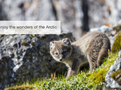 The Arctic Safari, FiveZero Safaris