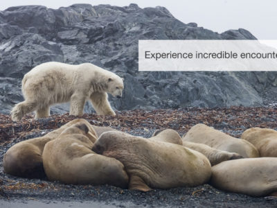 The Arctic Safari, FiveZero Safaris