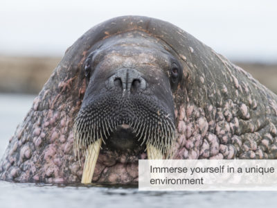 The Arctic Safari, FiveZero Safaris