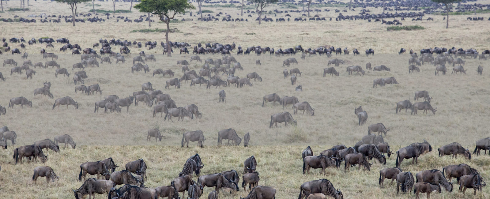 Kenya, Masai Mara, Safari, FiveZero Safaris