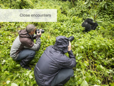 Great apes safari, Uganda, Safari, FiveZero Safaris