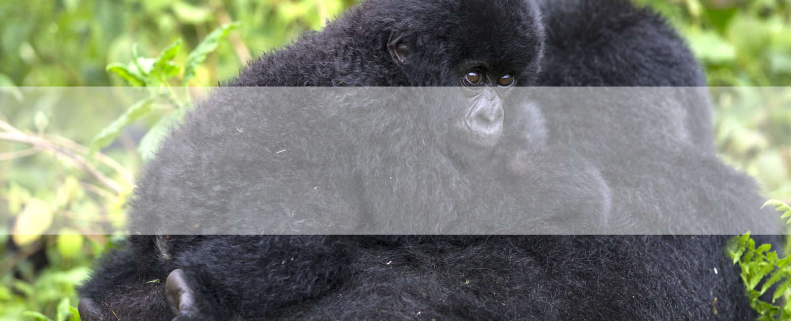 Great apes safari, Uganda, Safari, FiveZero Safaris