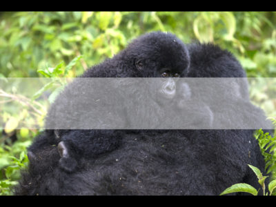 Permalink to The Great Apes Safari in Uganda